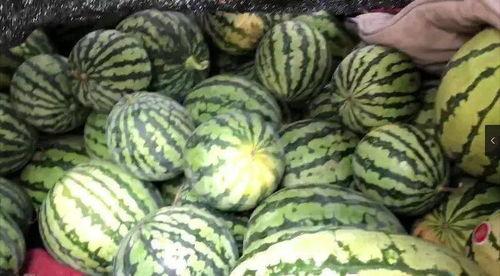 免费吃瓜怎么找,揭秘如何轻松获取免费瓜果盛宴  第3张