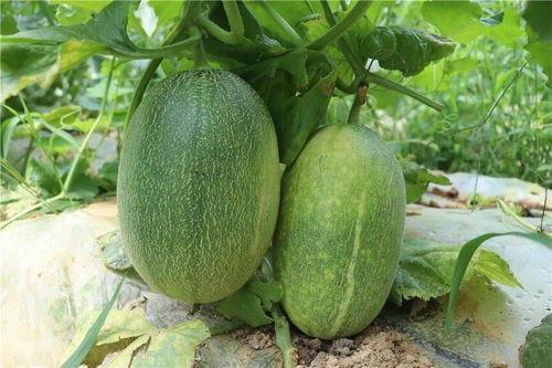 免费吃哈密瓜,夏日甜蜜福利来袭！  第3张